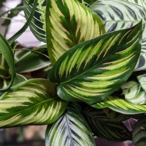 Calathea Beauty Star Peacock Plant - 4 Inch Potted Live Houseplant