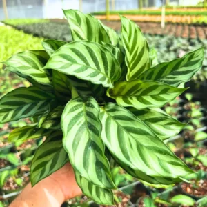Calathea Freddie Peacock Plant - 4 Inch Potted Live Indoor Plant