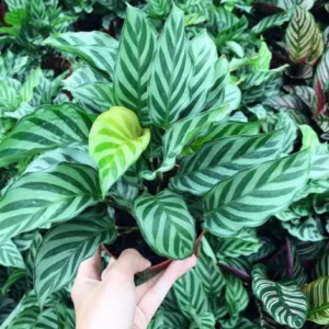 Calathea Freddie Peacock Plant - 4 Inch Potted Live Indoor Plant