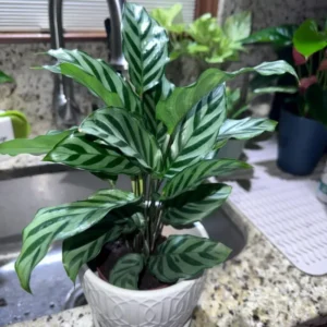 Calathea Freddie Peacock Plant - 4 Inch Potted Live Indoor Plant