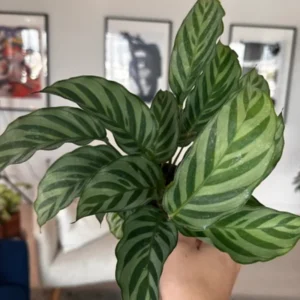 Calathea Freddie Peacock Plant - 4 Inch Potted Live Indoor Plant