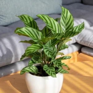 Calathea Freddie Peacock Plant - 4 Inch Potted Live Indoor Plant
