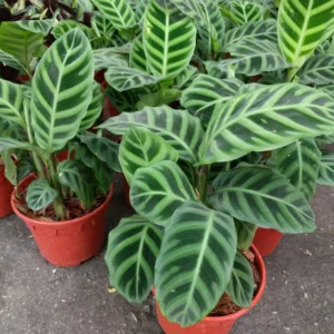 Calathea Orbifolia Live Plant 4 Inch Pot Indoor Outdoor Home Decor