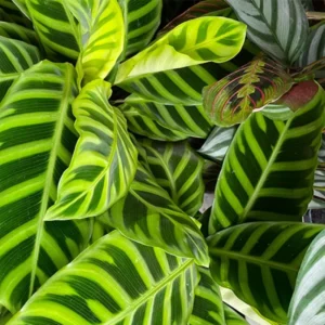 Calathea Orbifolia Live Plant 4 Inch Pot Indoor Outdoor Home Decor