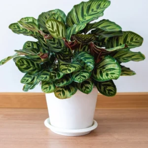 Calathea Orbifolia Live Plant 4 Inch Pot Indoor Outdoor Home Decor