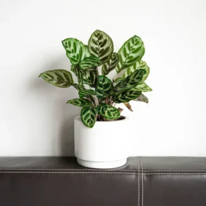 Calathea Orbifolia Live Plant 4 Inch Pot Indoor Outdoor Home Decor