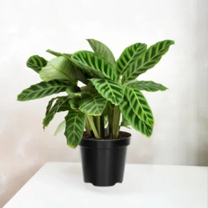 Calathea Orbifolia Live Plant 4 Inch Pot Indoor Outdoor Home Decor