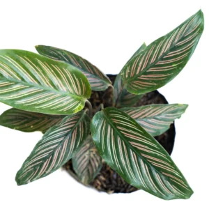 Calathea Ornata Pin Stripe Prayer Plant - 2.5 Inch Potted Live Houseplant