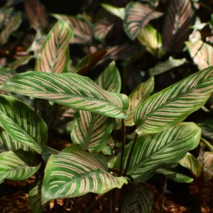 Calathea Ornata Pin Stripe Prayer Plant - 2.5 Inch Potted Live Houseplant