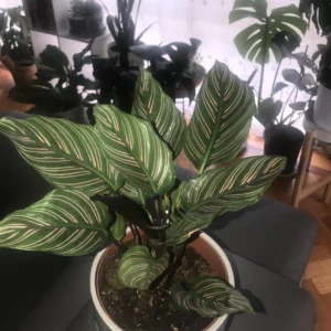 Calathea Ornata Pin Stripe Prayer Plant - 2.5 Inch Potted Live Houseplant