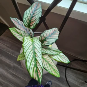 Calathea Ornata Pin Stripe Prayer Plant - 2.5 Inch Potted Live Houseplant