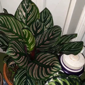 Calathea Ornata Pin Stripe Prayer Plant - 2.5 Inch Potted Live Houseplant