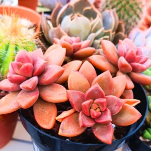 California Sunset Succulent Plant Live - 4 Inch Pink Graptosedum Alpenglow Pot