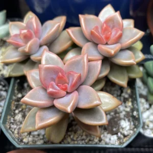 California Sunset Succulent Plant Live - 4 Inch Pink Graptosedum Alpenglow Pot