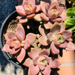 California Sunset Succulent Plant Live - 4 Inch Pink Graptosedum Alpenglow Pot