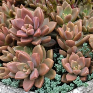 California Sunset Succulent Plant Live - 4 Inch Pink Graptosedum Alpenglow Pot