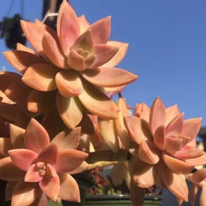 California Sunset Succulent Plant Live - 4 Inch Pink Graptosedum Alpenglow Pot