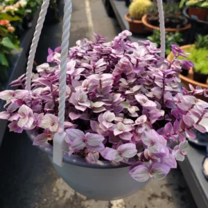 Callisia Repens Plant - Pink Lady Potted Plant 4 Inch - Turtle Vine