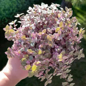 Callisia Repens Plant - Pink Lady Potted Plant 4 Inch - Turtle Vine