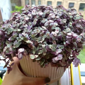 Callisia Repens Plant - Pink Lady Potted Plant 4 Inch - Turtle Vine