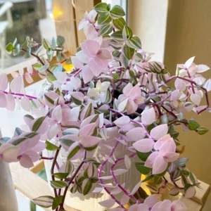 Callisia Repens Plant - Pink Lady Potted Plant 4 Inch - Turtle Vine