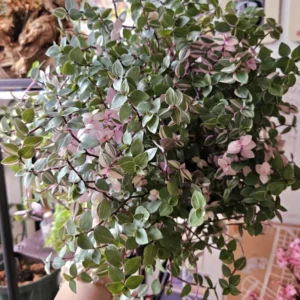 Callisia Repens Plant - Pink Lady Potted Plant 4 Inch - Turtle Vine