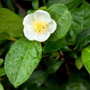 Camellia Sinensis Green Tea Tree Live Plant 2 Feet Tall Outdoor