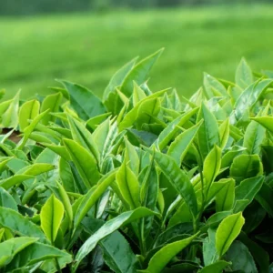 Camellia Sinensis Green Tea Tree Live Plant 2 Feet Tall Outdoor