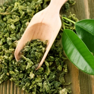 Camellia Sinensis Green Tea Tree Live Plant 2 Feet Tall Outdoor