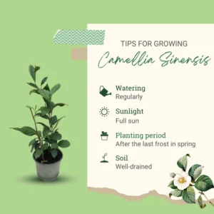 Camellia Sinensis Green Tea Tree Live Plant 2 Feet Tall Outdoor