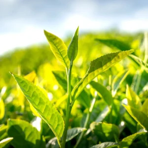 Camellia Sinensis Green Tea Tree Live Plant 2 Feet Tall Outdoor