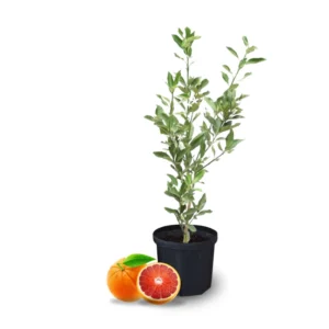 Cara Cara Orange Tree Potted 2-3 Ft Indoor Outdoor Red Orange