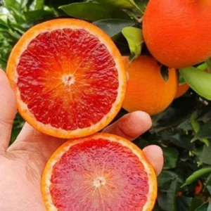 Cara Cara Orange Tree Potted 2-3 Ft Indoor Outdoor Red Orange