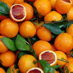 Cara Cara Orange Tree Potted 2-3 Ft Indoor Outdoor Red Orange