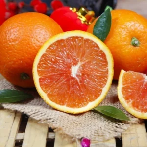 Cara Cara Orange Tree Potted 2-3 Ft Indoor Outdoor Red Orange