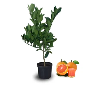 Cara Cara Orange Trees Live Plant 2-3 Feet Tall Citrus Tree