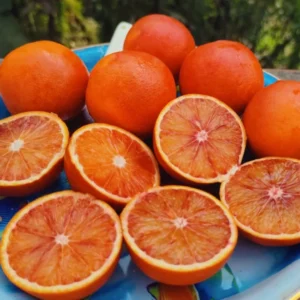 Cara Cara Orange Trees Live Plant 2-3 Feet Tall Citrus Tree