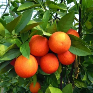 Cara Cara Orange Trees Live Plant 2-3 Feet Tall Citrus Tree