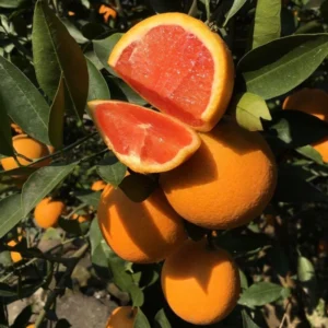 Cara Cara Orange Trees Live Plant 2-3 Feet Tall Citrus Tree