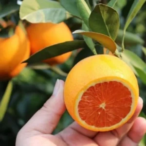 Cara Cara Orange Trees Live Plant 2-3 Feet Tall Citrus Tree