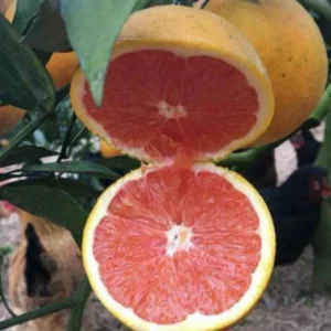 Cara Cara Orange Trees Live Plant 2-3 Feet Tall Citrus Tree
