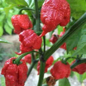 Carolina Reaper Pepper Plant 2.5 Inch Pot Vegetable Plant