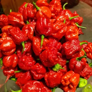 Carolina Reaper Pepper Plant 2.5 Inch Pot Vegetable Plant
