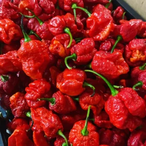 Carolina Reaper Pepper Plant 2.5 Inch Pot Vegetable Plant