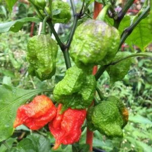 Carolina Reaper Pepper Plant 2.5 Inch Pot Vegetable Plant