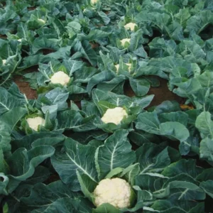 Cauliflower Plants Live Vegetable Plant 4 Inch Potted