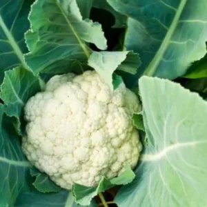 Cauliflower Plants Live Vegetable Plant 4 Inch Potted