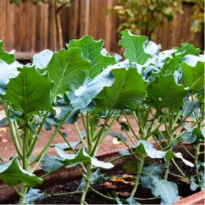 Cauliflower Plants Live Vegetable Plant 4 Inch Potted