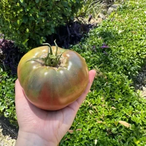 Cherokee Purple Tomato Plant - 2.5 Inch Pot - Live Vegetable Plant