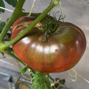 Cherokee Purple Tomato Plant - 2.5 Inch Pot - Live Vegetable Plant